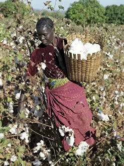 Gather Collection: A woman harvests cotton on her husbands smallholding