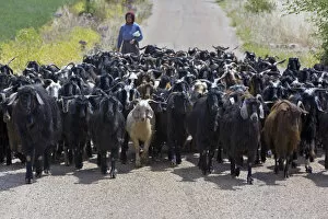Images Dated 10th July 2008: Woman herding goats near Antalya, Mediterranean Coast, Turkey
