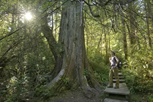 Woman hiker standing in Forest at Cape Alava, Olympic National Park, Clallam County Woman hiker standing in Forest at Cape Alava, Olympic National Park, Clallam County