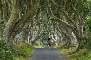 Images Dated 20th September 2021: Woman on Horse along Dark Hedges Road, County, Antrim, Northern Ireland