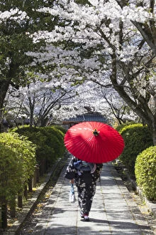 Images Dated 30th March 2018: Woman in kimono walking in garden with cherry blossom, Kyoto, Kansai, Japan (MR)