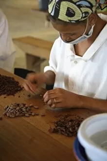 Sao Tom E Princip Gallery: A woman peels the skins away from cocoa beans