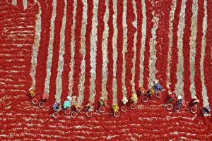 Woman picking red chilies, Bogura, Bangladesh