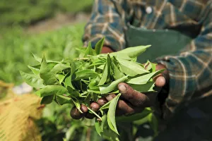 Agricuture Gallery: Woman picking tea leaves, Munnar Tea Plantation, Western Ghats, Kerala, India