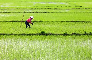 Rice Field Prints: Woman planting rice, North Vietnam