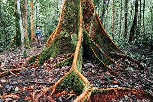 Jungle Collection: Woman standing near a giant tropical tree in the Borneo forest, Indonesia