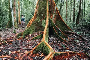 Bark Prints: Woman standing near a giant tropical tree in the Borneo forest, Indonesia