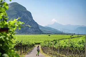 Trento Prints: A woman walks through a vineyard in Trentino Alto Adige, Italy
