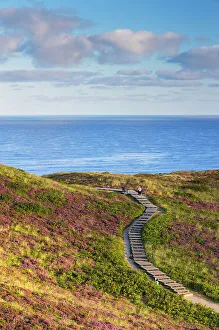 Heather Prints: Woman on walkway through heather and sand dunes, Kampen, Sylt, Schleswig Holstein, Germany