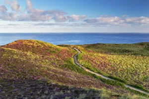 Heather Prints: Woman on walkway through heather and sand dunes, Kampen, Sylt, Schleswig Holstein, Germany