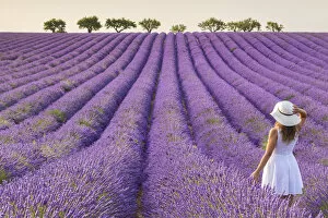 Images Dated 17th October 2019: A woman in white dress in the fields of lavender near Valensole, Alpes-de-Haute-Provence