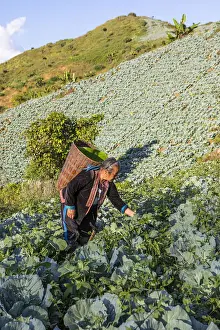A woman working in the field near a Hmong village in Mae Hong Son provence