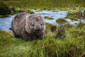 Wombat (Vombatidae), Cradle Mountain-Lake St Clair National Park, Tasmania, Australia