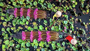 Straight Down Prints: Women on boats carrying pink lily flowers in the lotus-covered Mekong River, Vietnam. (MR)