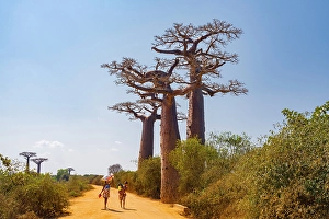 Dirt Road Prints: Women carry children, goods, Western Madagascar, Africa. Morondava