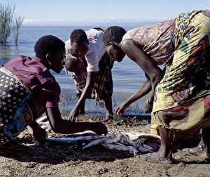 African Women Gallery: Women divide up a fish catch, Lake Rukwa