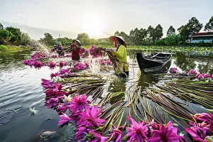 Females Prints: Women harvesting lily flower plants from Mekong Delta, Vietnam. (MR)