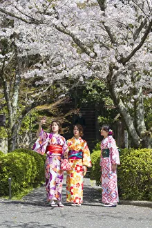 Women in kimonos in garden with cherry blossom, Kyoto, Kansai, Japan
