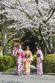 Images Dated 30th March 2018: Women in kimonos in garden with cherry blossom, Kyoto, Kansai, Japan