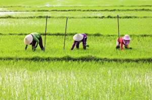 Rice Field Prints: Women planting rice, North Vietnam