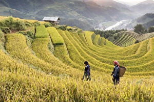 Two women walk though fields of rice terraces at sunset, Mu Cang Chai, Yen Bai Province