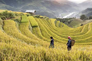 Harvest Gallery: Two women walk though fields of rice terraces at sunset, Mu Cang Chai, Yen Bai Province