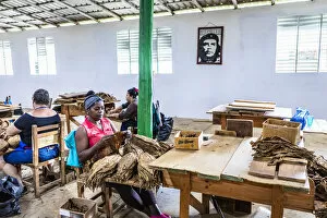 Images Dated 29th May 2020: Women working in a state run cigar factory in Vinales, Pinar del Rio Province, Cuba