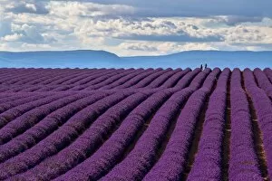 A wonderful day in valensole in purple waves of the sea, Valensole Plateau, Provence