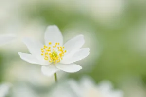 Thuringen Prints: Wood Anemone (Wood anemones nemorosa), Hainich National Park, Thuringia, Germany
