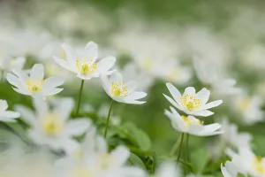 Wood Anemone (Wood anemones nemorosa), Hainich National Park, Thuringia, Germany