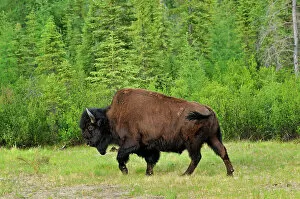 Northern Canada Collection: Wood bison (Bison bison athabascae) Wood Buffalo National Park, Northwest Territories, Canada
