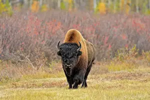 Subspecies Prints: Wood bison/buffalo (Bison bison athabascae) Roadside bull in autumn