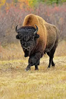 Subspecies Prints: Wood bison/buffalo (Bison bison athabascae) Roadside bull in autumn