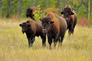 Cows Prints: Wood Buffalo/Bison (Bison bison athabascae) Mother with first-year calf and bull