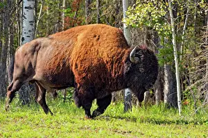 Subspecies Prints: Wood Buffalo/Bison (Bison bison athabascae) Roadside bull