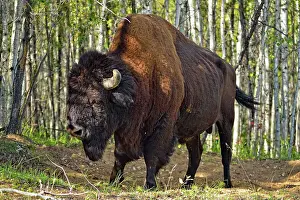 Environmental Prints: Wood Buffalo/Bison (Bison bison athabascae) Roadside bull