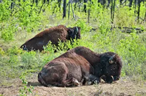 Wood Buffalo National Park Wood Buffalo National Park Northwest Territories Canada