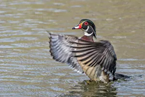 Aix Sponsa Prints: Wood Duck (Aix sponsa) drake doing a wing flap, Totonto, Ontario, Canada