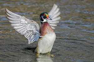 Toronto Prints: Wood Duck (Aix sponsa) drake doing a wing flap, Totonto, Ontario, Canada