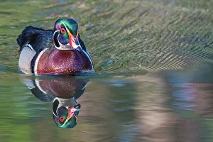 Duck Prints: Wood Duck (Aix sponsa) drake, High Park, Toronto, Ontario, Canada