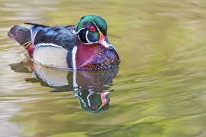 Duck Prints: Wood Duck (Aix sponsa) drake, High Park, Toronto, Ontario, Canada