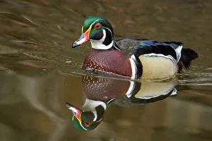 Duck Prints: Wood Duck (Aix sponsa) drake, High Park, Toronto, Ontario, Canada