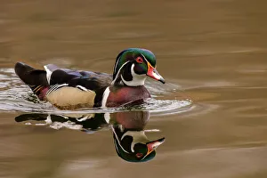 Duck Prints: Wood Duck (Aix sponsa) drake, High Park, Toronto, Ontario, Canada