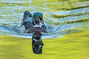 Duck Prints: Wood Duck (Aix sponsa) drake, High Park, Toronto, Ontario, Canada