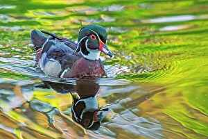 Duck Prints: Wood Duck (Aix sponsa) drake, High Park, Toronto, Ontario, Canada
