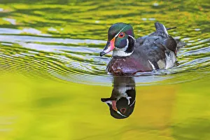 Duck Prints: Wood Duck (Aix sponsa) drake, High Park, Toronto, Ontario, Canada