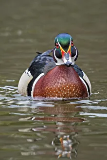 Wood Duck (Aix sponsa) drake, Totonto, Ontario, Canada