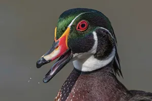 Aix Sponsa Prints: Wood Duck (Aix sponsa) drake, Totonto, Ontario, Canada