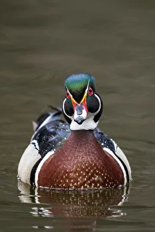 Aix Sponsa Prints: Wood Duck (Aix sponsa) drake, Totonto, Ontario, Canada