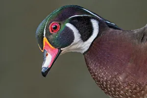 Toronto Prints: Wood Duck (Aix sponsa) drake, Totonto, Ontario, Canada